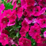 10 najłatwiejszych roślin na balkon dla początkujących