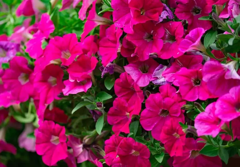 10 najłatwiejszych roślin na balkon dla początkujących