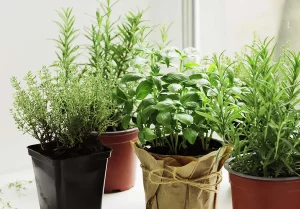 Balkonowe zioła – uprawa i pielęgnacja