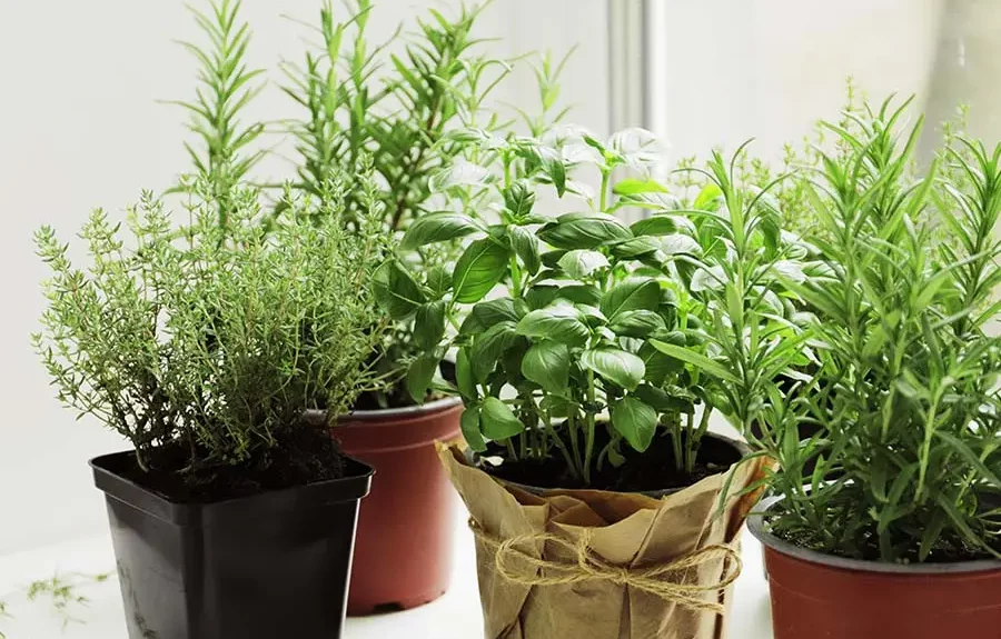 Balkonowe zioła – uprawa i pielęgnacja