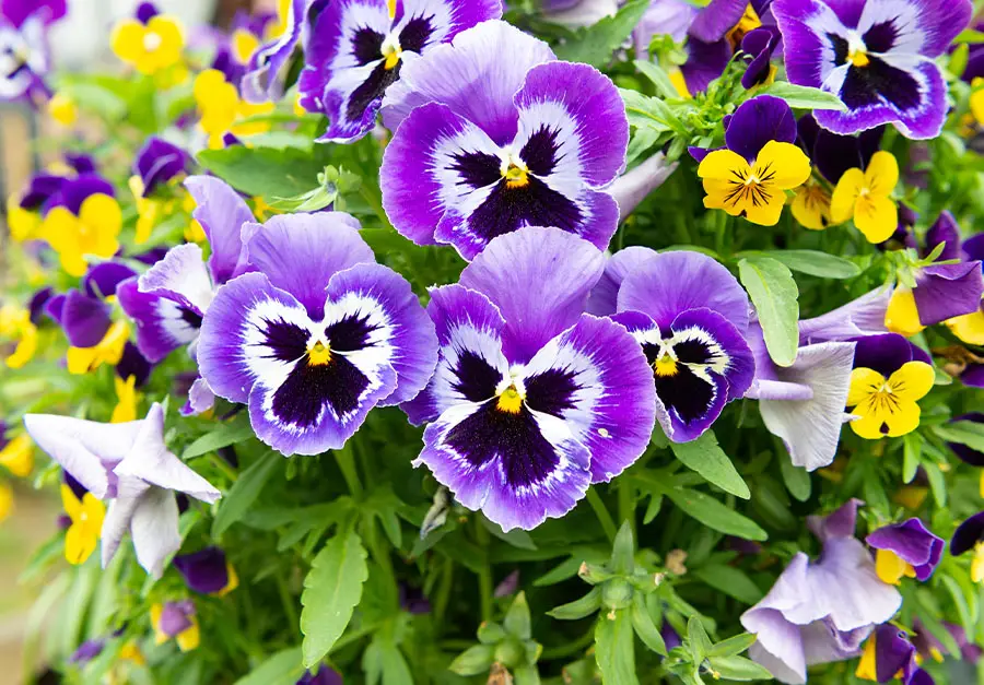 Bratek (Viola tricolor)