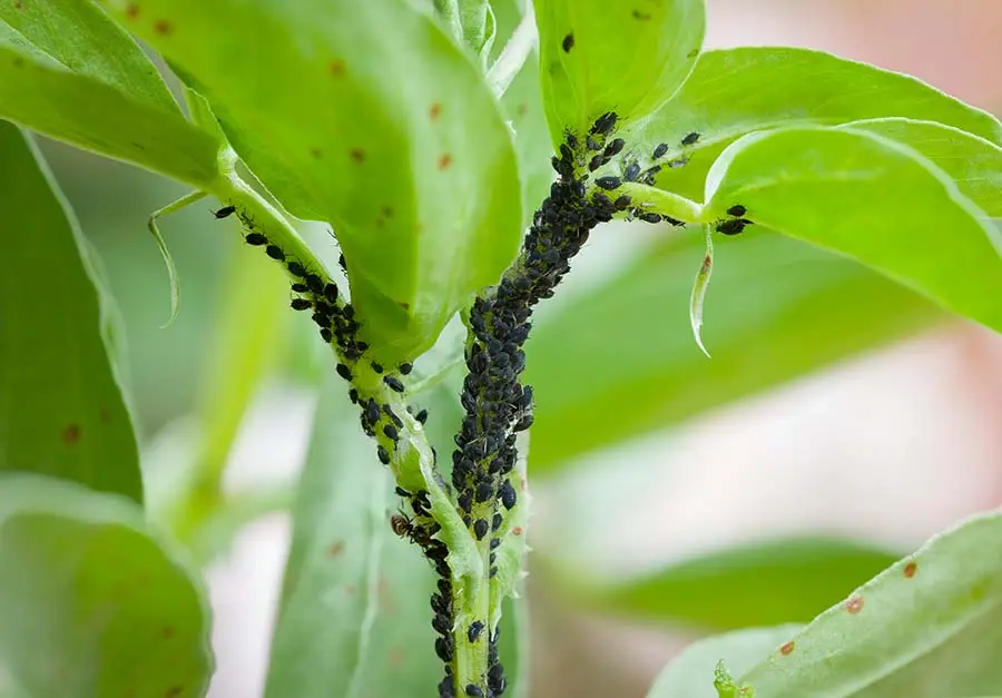 Zdjęcie przestawia mszycę na roślinie | Dlaczego mszyce należy zwalczać?