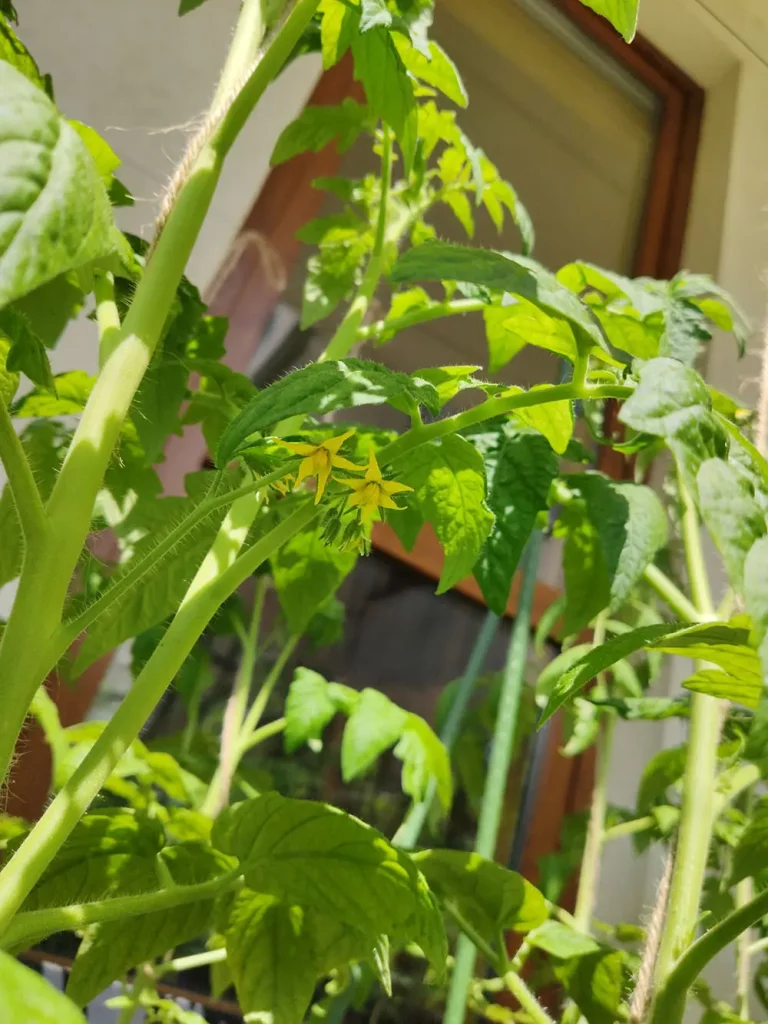Zdjęcie przedstawia kwitnące pomidory w doniczce na balkonie