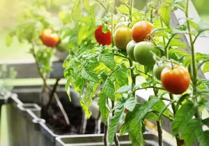 Pomidory w doniczce. Jak uprawiać pomidory na balkonie?