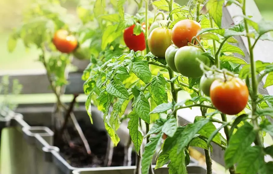 Pomidory w doniczce. Jak uprawiać pomidory na balkonie?