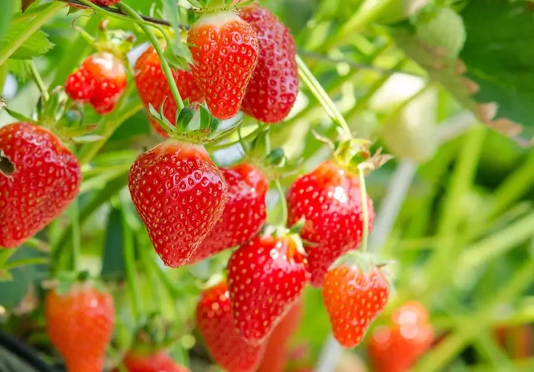 Uprawa truskawek w doniczkach. Słodkie truskawki na balkonie lub tarasie