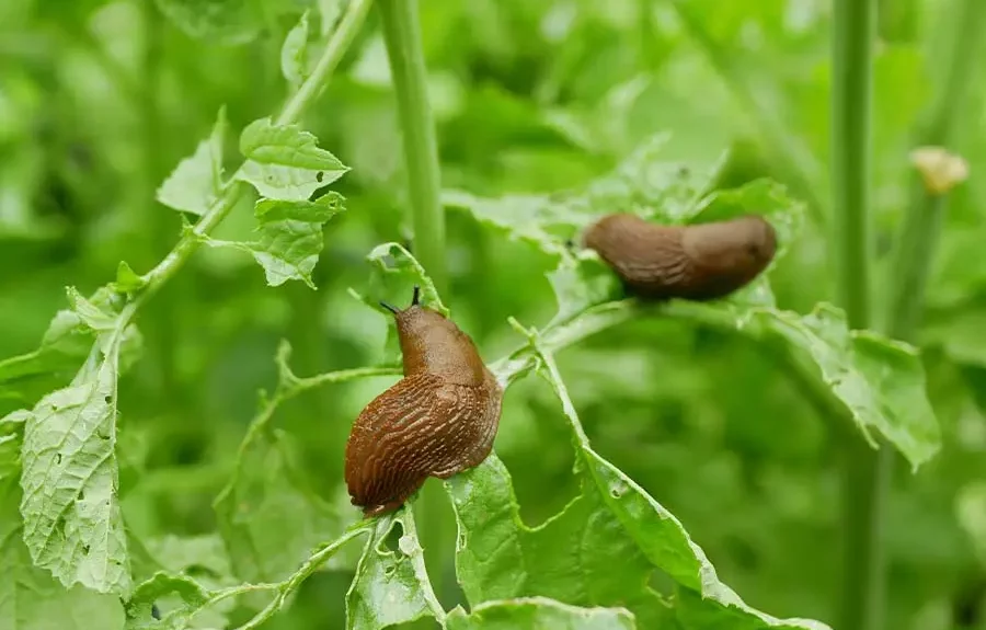 Jak pozbyć się ślimaków z ogrodu? Sprawdzone sposoby na szkodniki