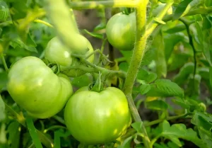 Co zrobić, aby zielone pomidory dojrzały?