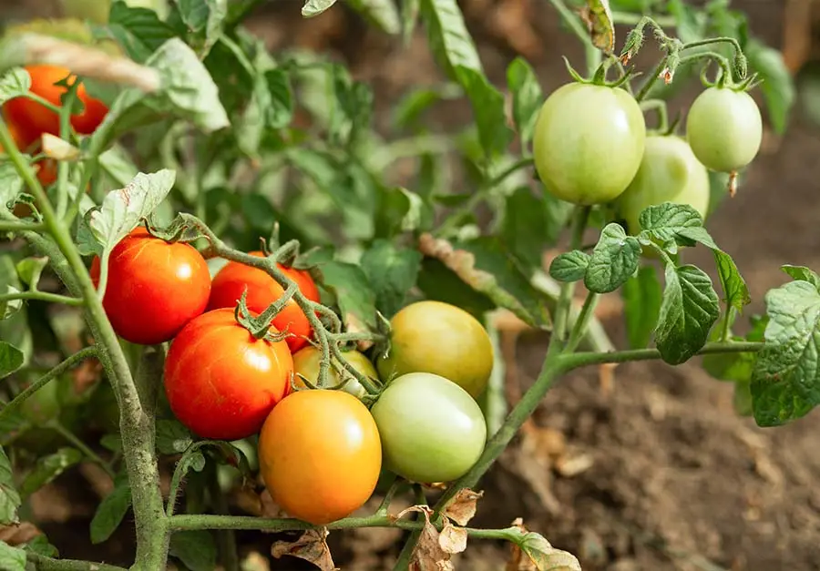 Co zrobić żeby zielone pomidory dojrzały w domu?