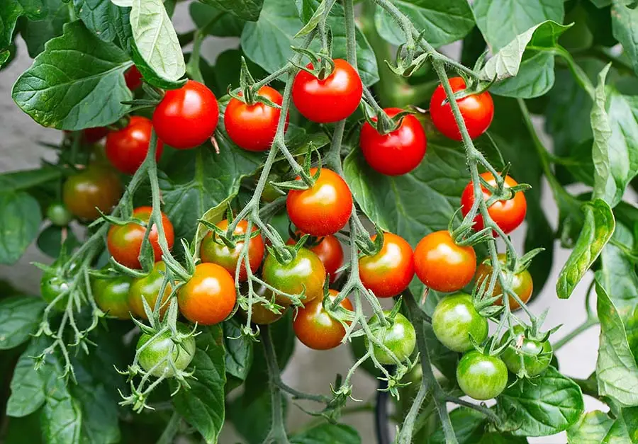 Dlaczego pomidory dojrzewają nierównomiernie?