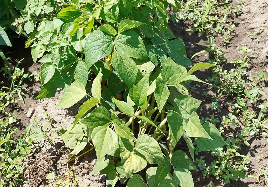 Fasolka szparagowa - Warzywa poplonowe w ogrodzie