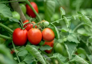 Jak przyspieszyć dojrzewanie pomidorów na krzaku? Nierównomiernie dojrzewające pomidory