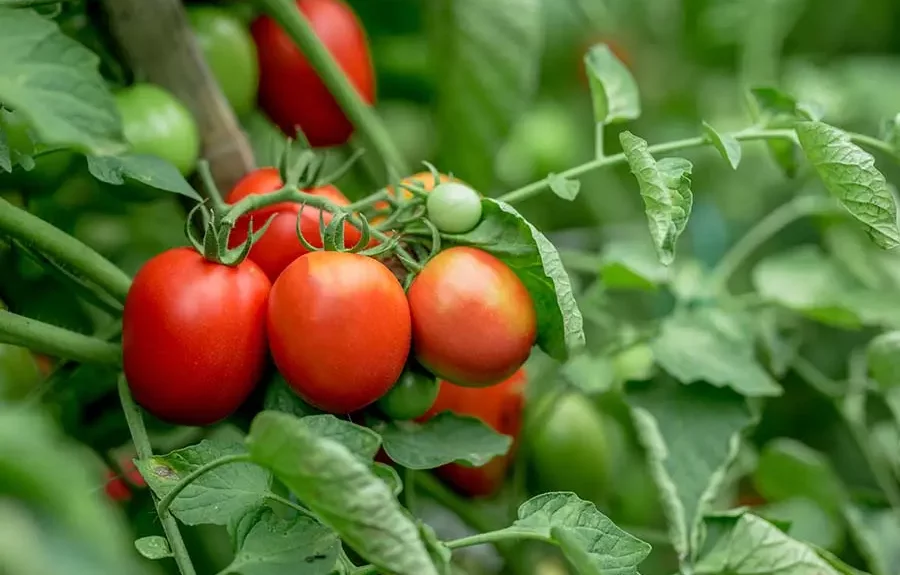 Jak przyspieszyć dojrzewanie pomidorów na krzaku? Nierównomiernie dojrzewające pomidory