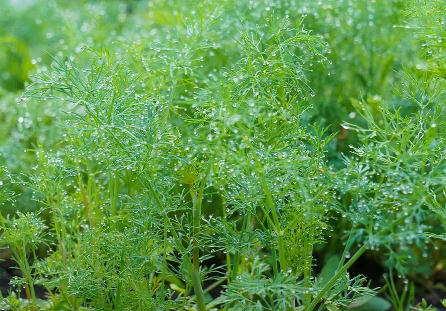 Koper - Warzywa poplonowe w ogrodzie