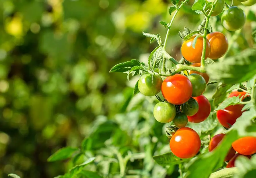 Nierównomierne dojrzewanie pomidorów