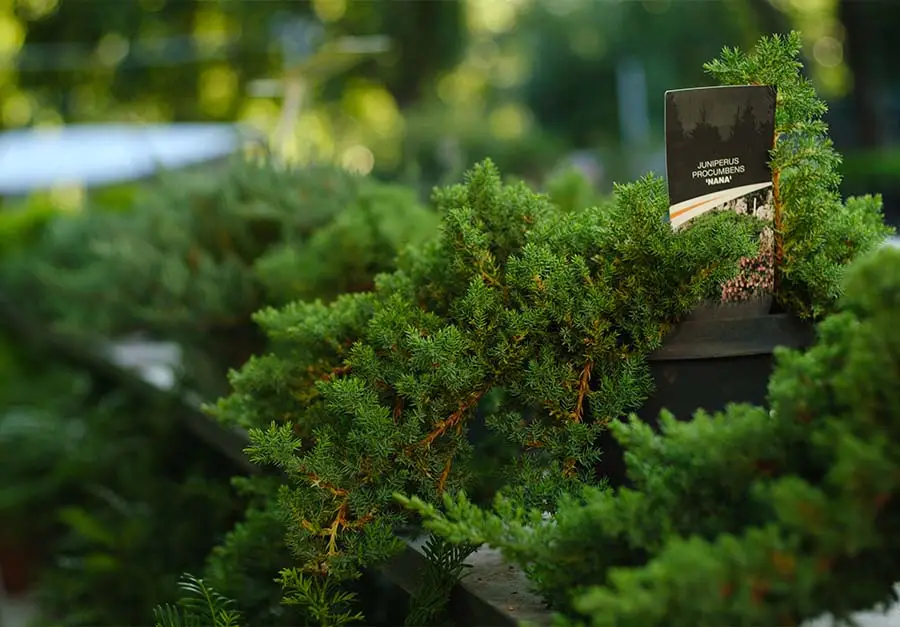 Rośliny na południowy balkon - Jałowiec (Juniperus)