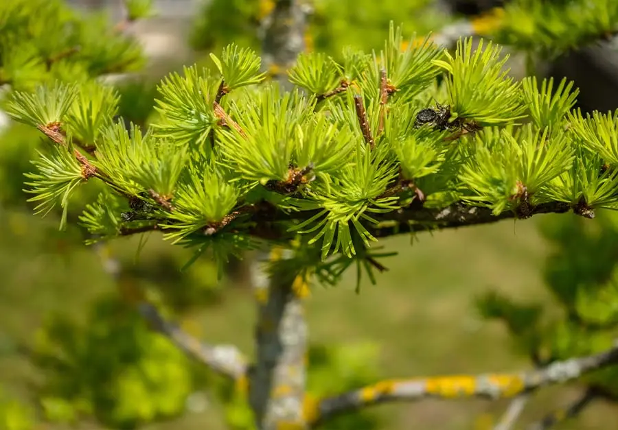 Rośliny na południowy balkon - Sosna górska (Pinus mugo)