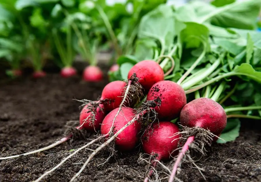 Rzodkiewka - Warzywa poplonowe w ogrodzie