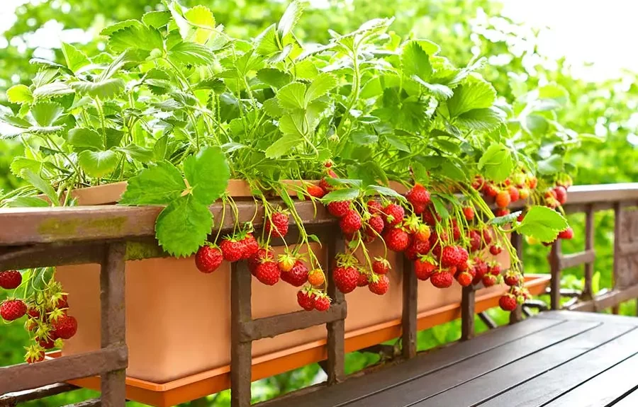 Uprawa roślin owocowych na balkonie. 5 najlepszych owoców z własnego balkonu