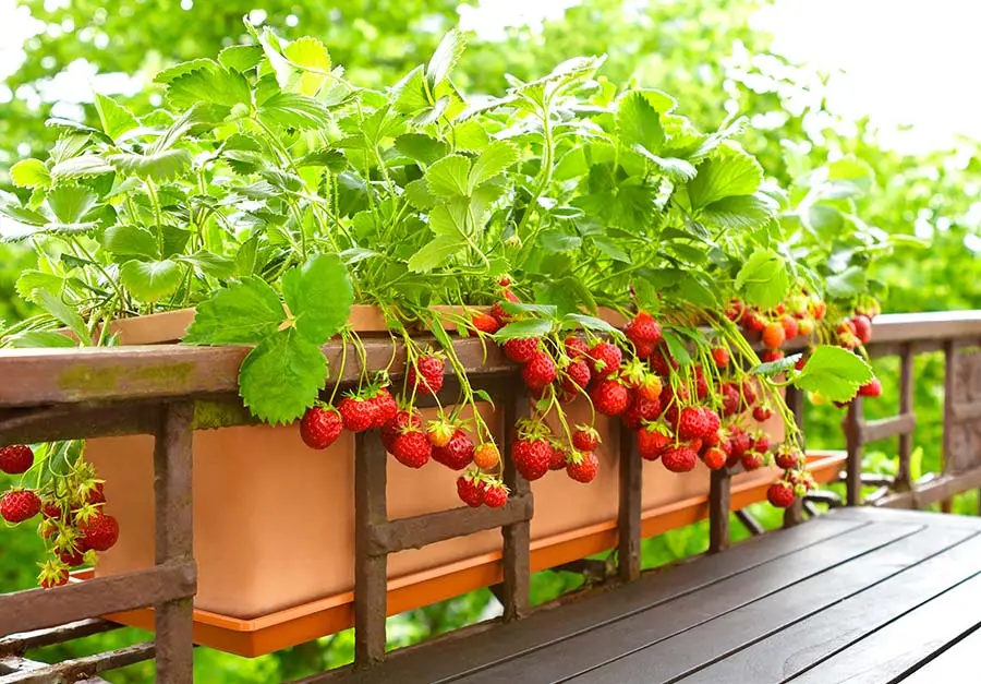 Uprawa roślin owocowych na balkonie. 5 najlepszych owoców z własnego balkonu