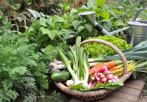 Jakie warzywa wysiać jako poplon latem? Warzywa poplonowe w ogrodzie