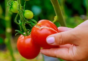 Dlaczego pomidory pękają?