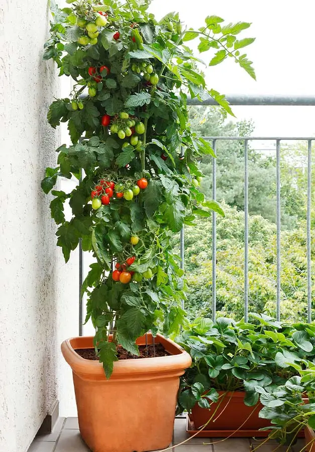 Uprawa pomidorków koktajlowych na balkonie