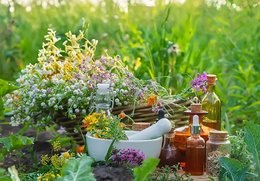 Nasiona ziół ogrodowych – te zioła urozmaicą każdy ogród