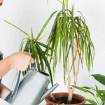 Żółknące liście draceny? Oto prosty trik, który musisz poznać!