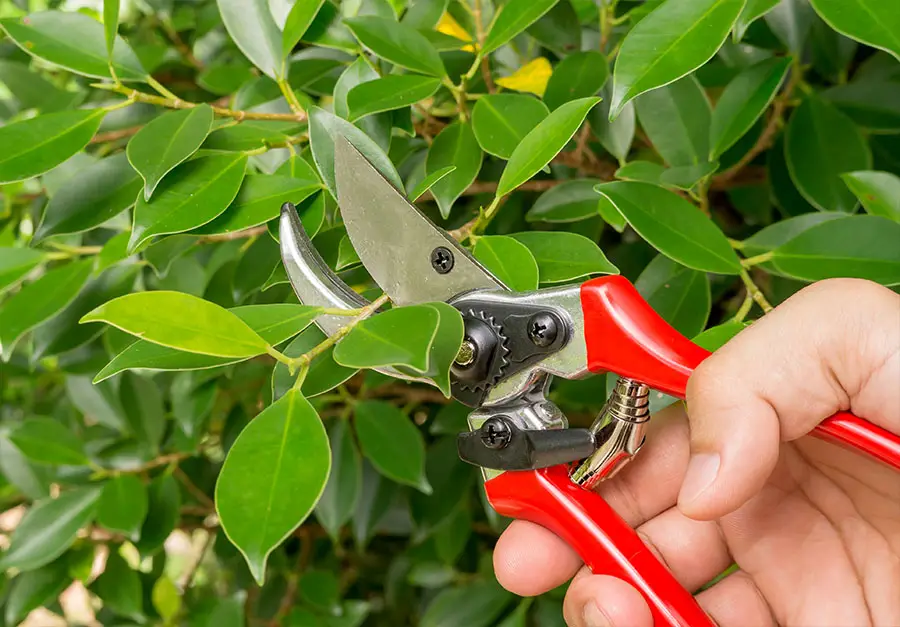 Ranking TOP 10 najlepiej ocenianych sekatorów