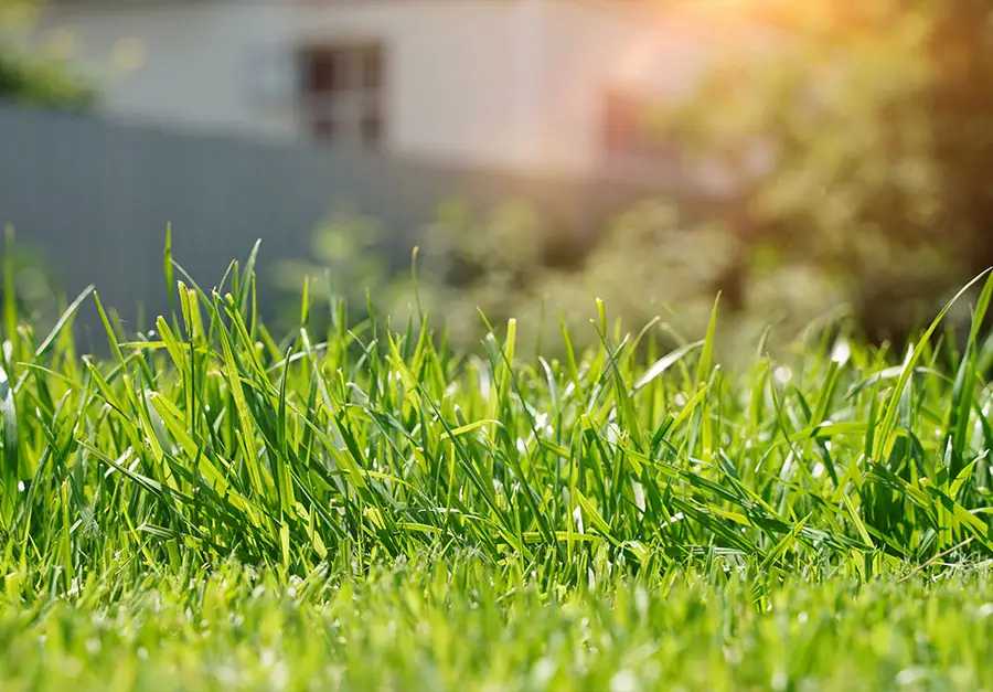 Ranking TOP 10 najlepszych traw do ogrodu