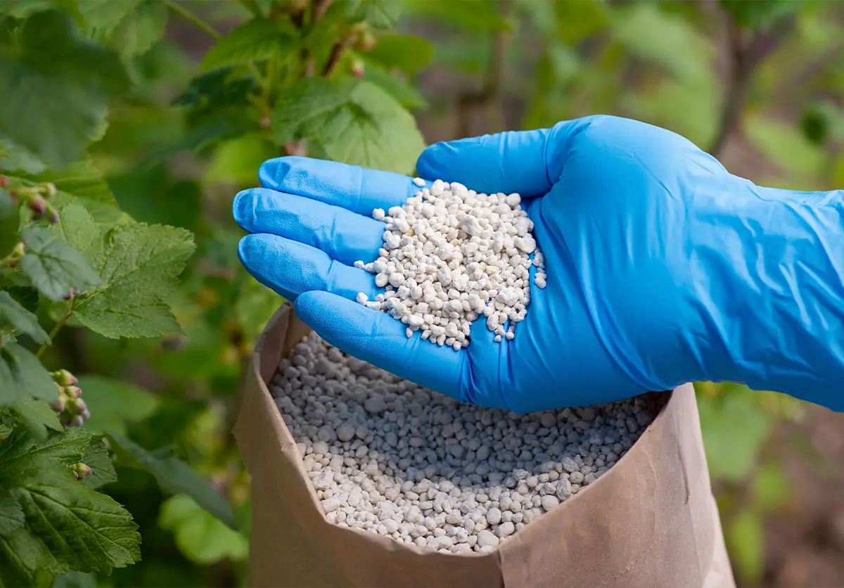 Granulowane nawozy NPK w dłoni ogrodnika w rękawicy – skład i stosowanie nawozów mineralnych.
